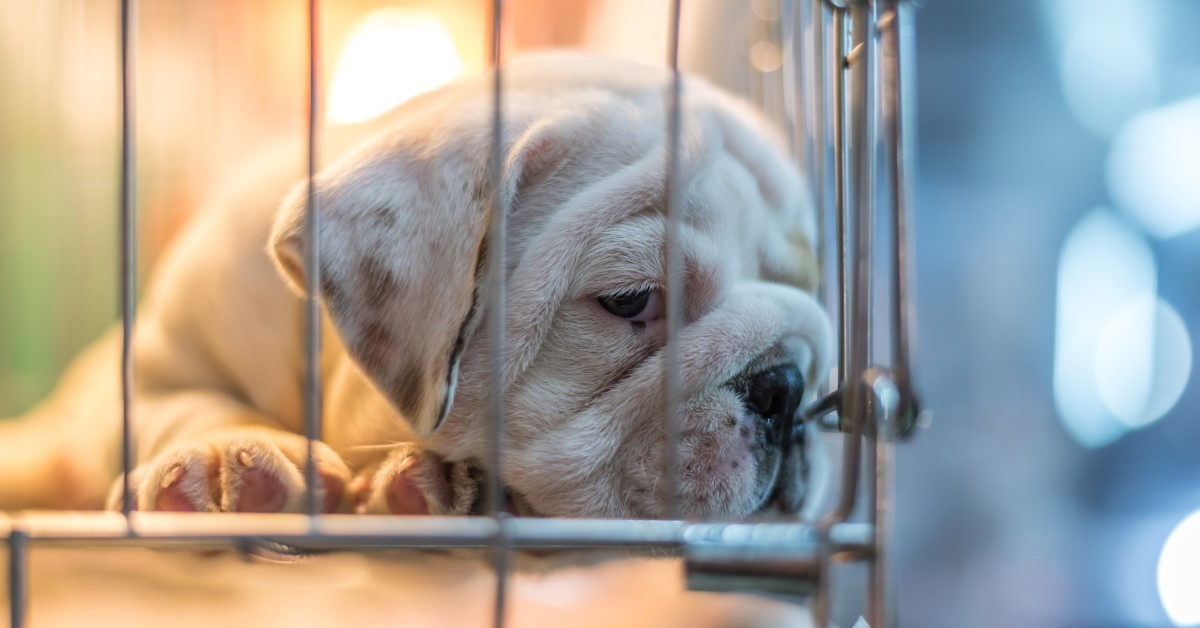 Are Puppy Mills Illegal In The Us